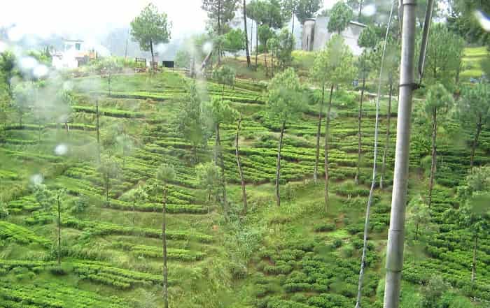 kausani-tea-garden