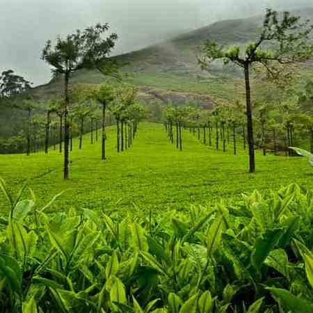 beauty-of-munnar
