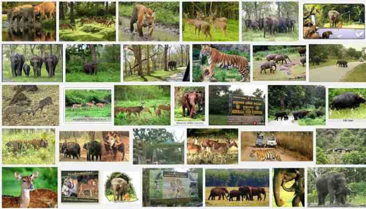 Wildlife Safari Packages