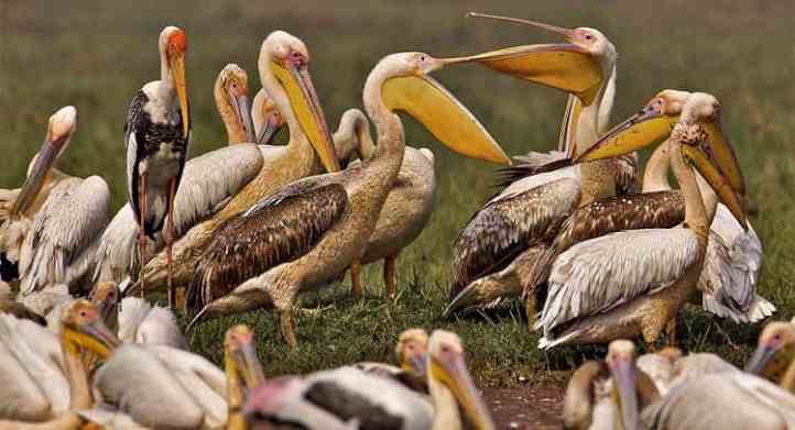 keoladeo Ghana National Park
