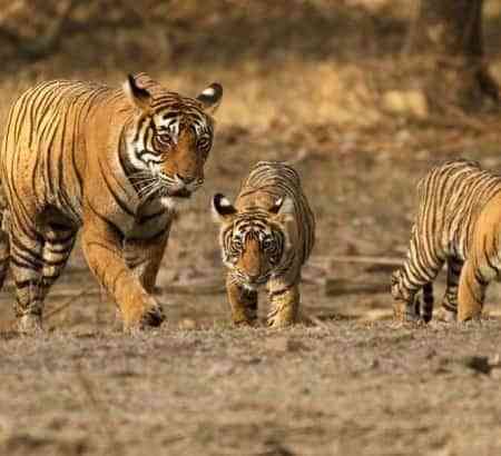 Ranthambore Wildlife sanctuary
