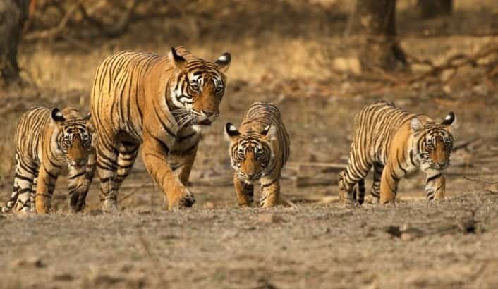 Ranthambore Wildlife sanctuary