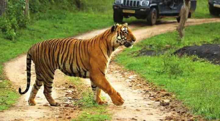 The Bandipur wildlife Sanctuary
