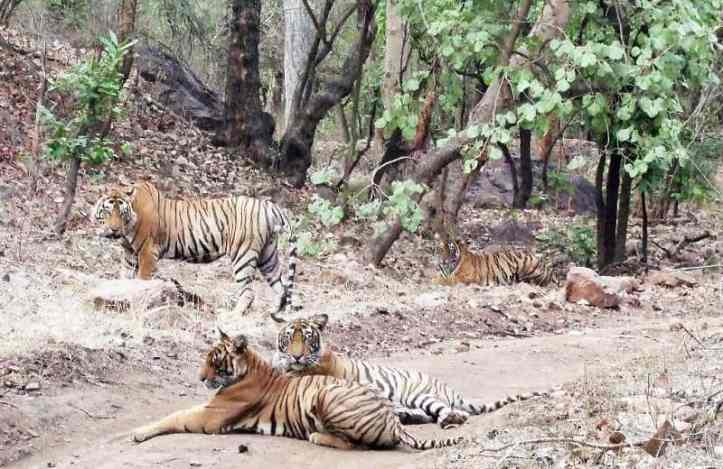 Tiger Group at Ranthambore