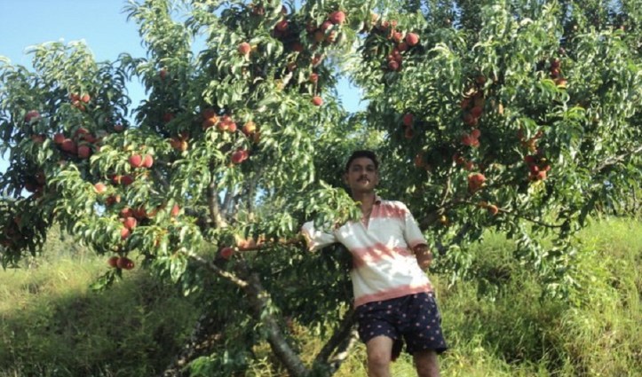 Peach orchards. Ramgarh