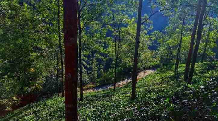 Vagamon Hill Station