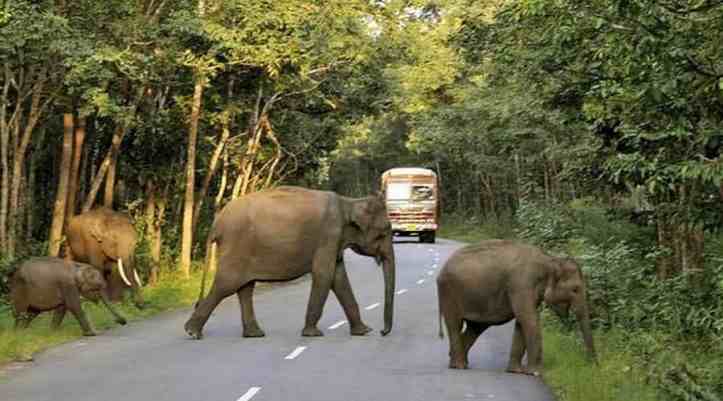 Bandipur wildlife Sanctuary